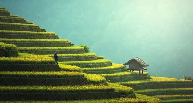 Comment Intégrer les Pratiques de Permaculture dans vos Cultures