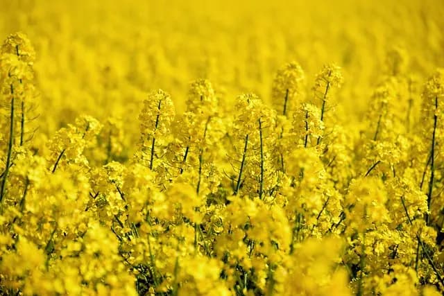 Comment Évaluer la Santé de vos Cultures Efficacement