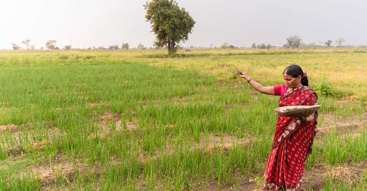 Les meilleures pratiques pour la fertilisation des cultures