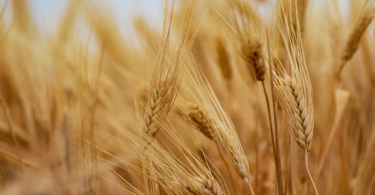 L'Importance de la Gestion des Nutriments pour vos Cultures