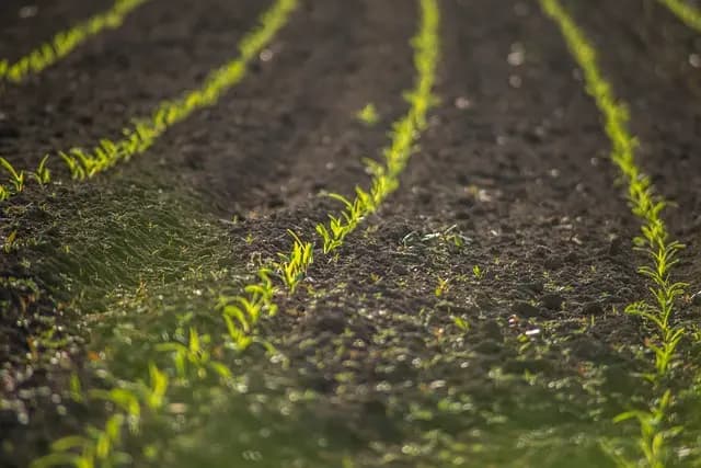 L'importance de l'Analyse des Sols pour vos Cultures