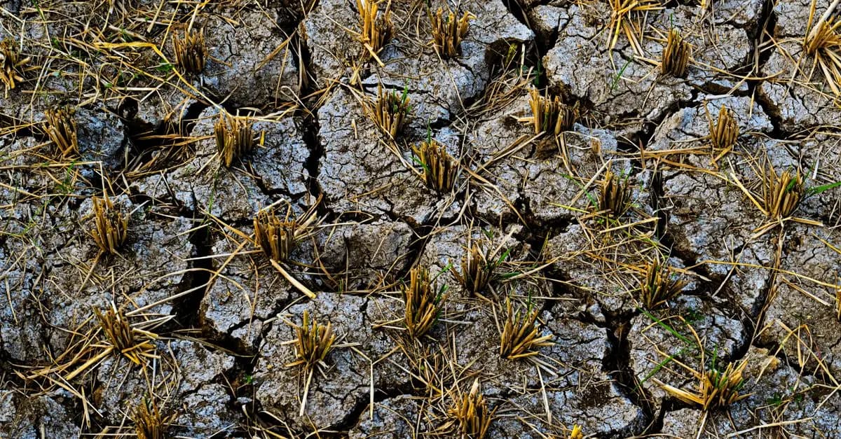 Comment Évaluer l'Impact des Changement Climatiques sur vos Cultures