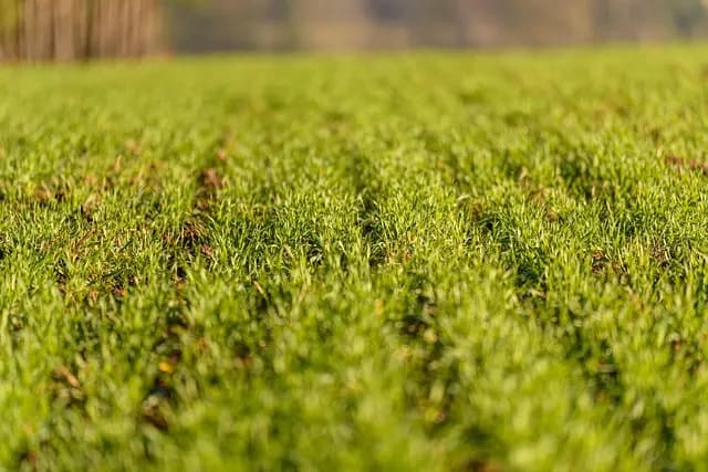 Comment Évaluer les Nutriments de vos Cultures Efficacement