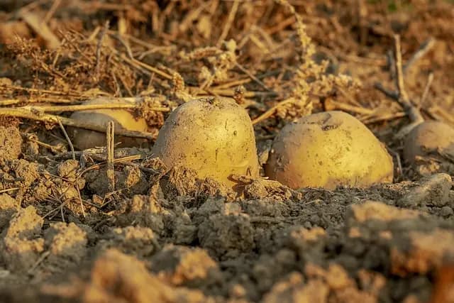 Comment Gérer les Nutriments de vos Cultures pour un Rendement Optimal
