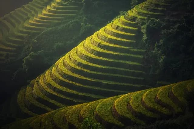 Les Meilleures Stratégies de Gestion des Cultures Écologiques