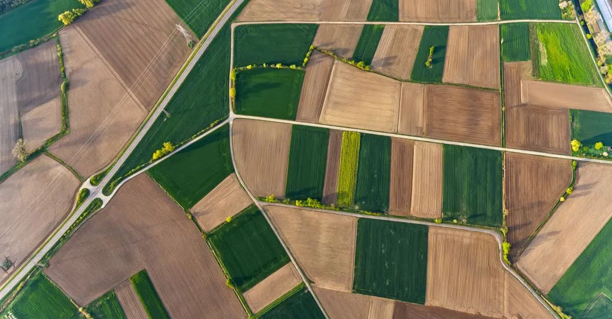 Les Avantages des Cultures Compagnes pour la Gestion Agricole