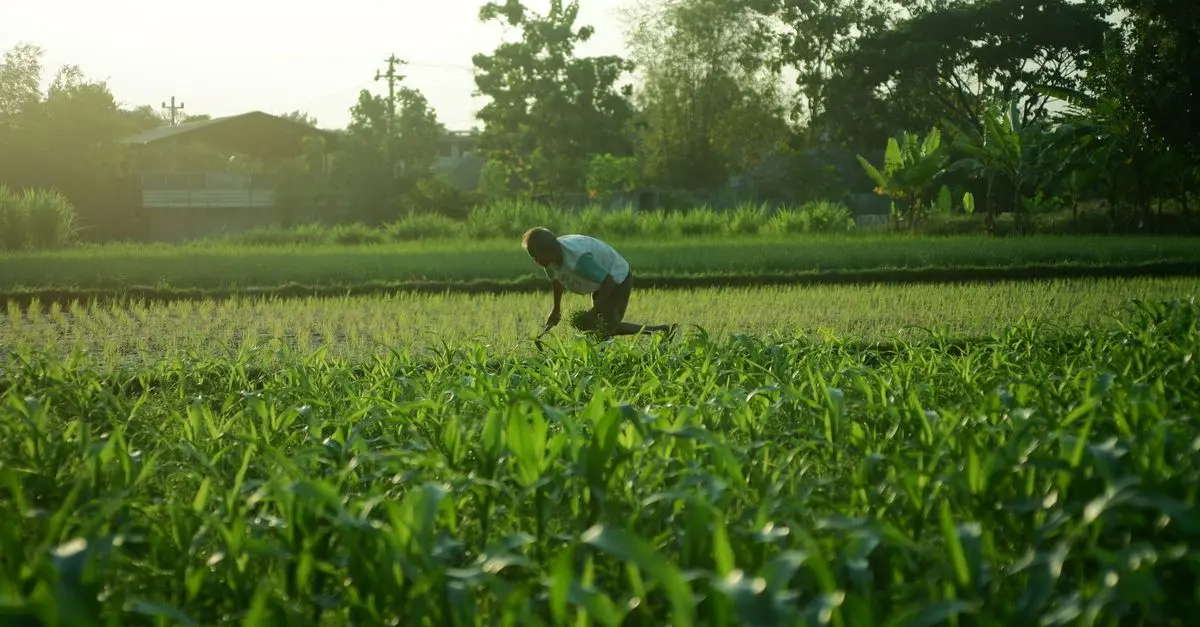 Méthodes pour Améliorer la Gestion des Cultures Durables