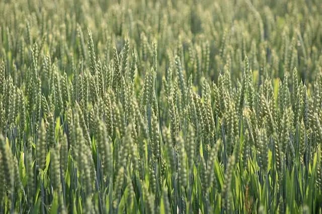 Comment Choisir le Système d'Irrigation Idéal pour vos Cultures