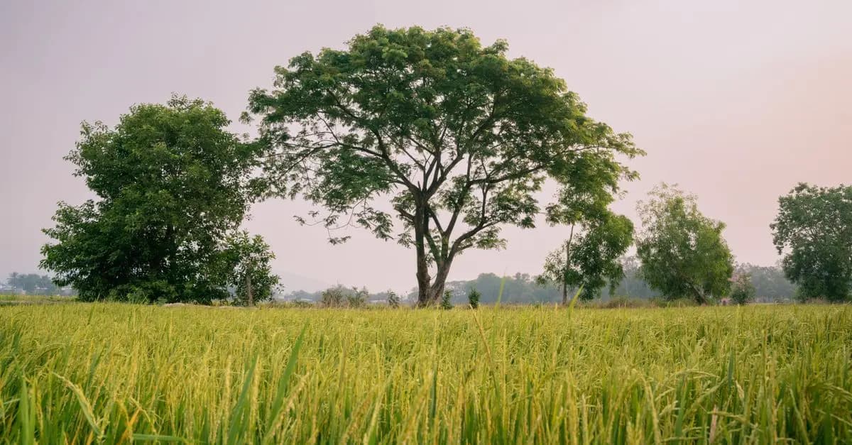 Comment l'Agroforesterie Améliore la Gestion des Cultures