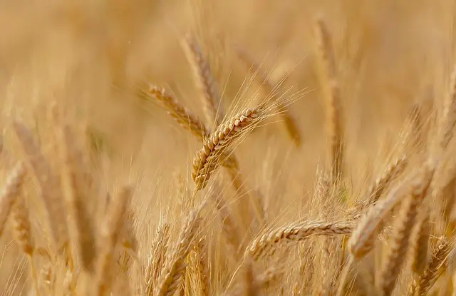 Comment Évaluer l'Impact des Pratiques Agricoles sur vos Cultures