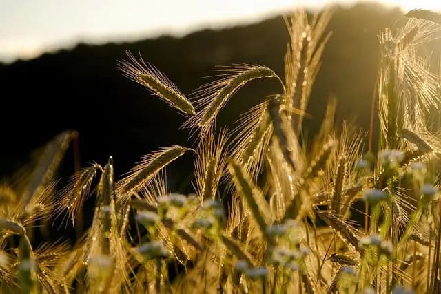Les Avantages de la Gestion Intégrée des Cultures