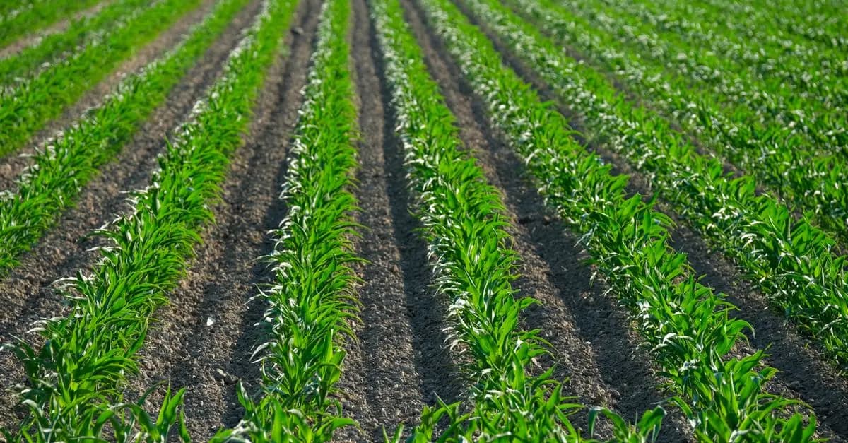 Techniques avancées pour la gestion des sols en agriculture