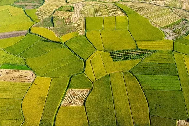 Comment Développer une Stratégie de Gestion des Cultures Efficace