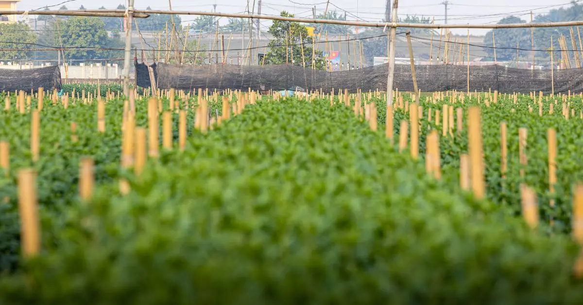 Les bienfaits de la biodynamie pour la gestion des cultures