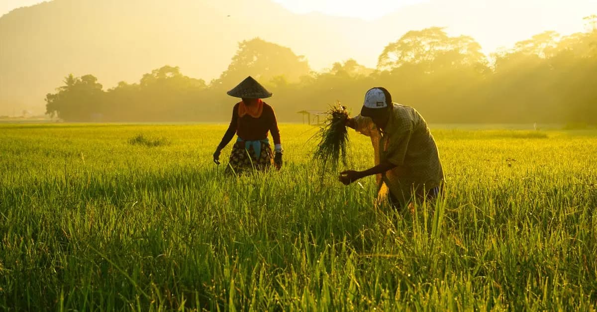 7 outils indispensables pour la gestion des cultures