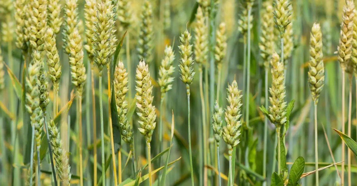 Tout savoir sur les engrais verts pour enrichir le sol