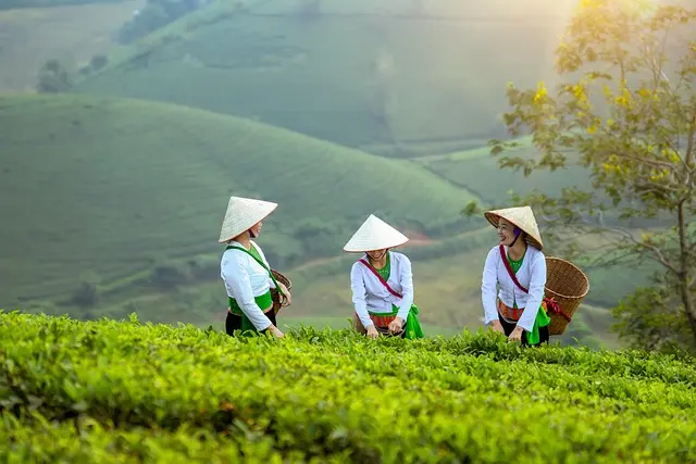 Comment Évaluer les Besoins en Nutriments de vos Cultures