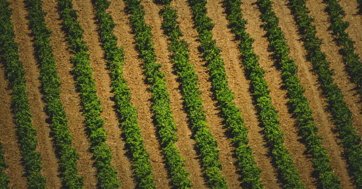 Comment Évaluer la Fertilité du Sol Pour vos Cultures