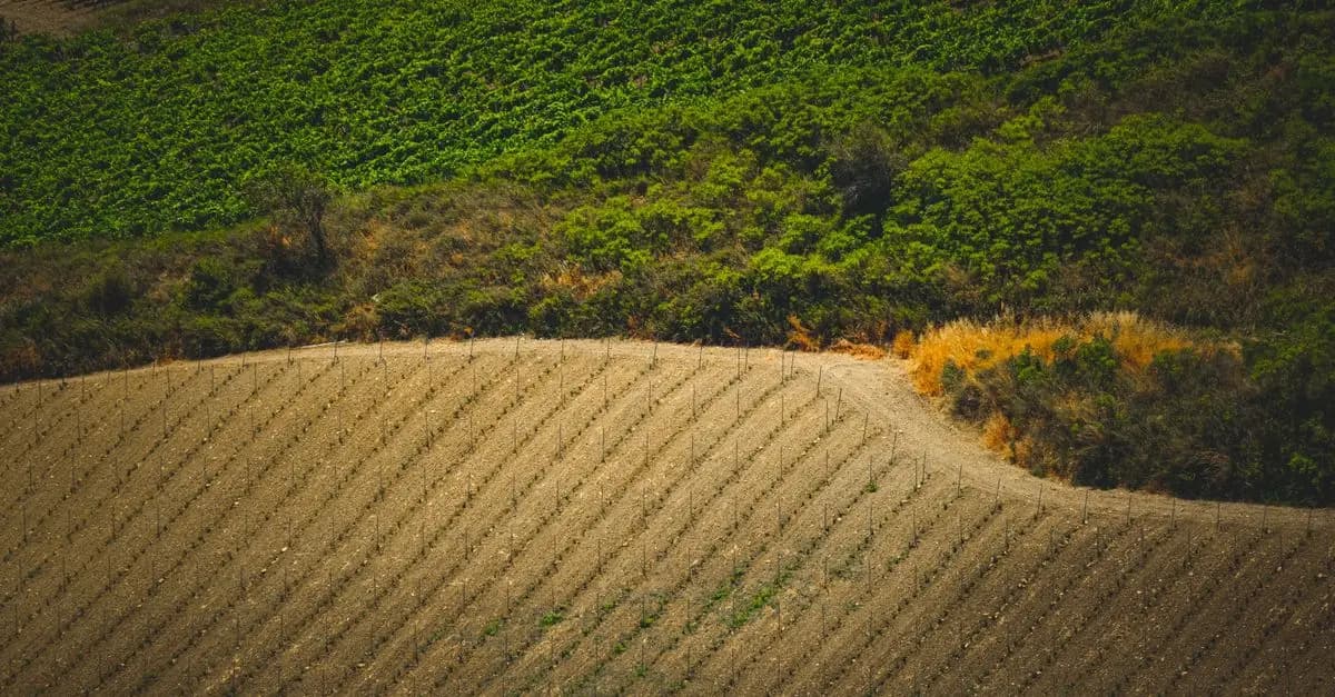 Comment Évaluer l'Impact des Cultures de Couverture sur le Sol
