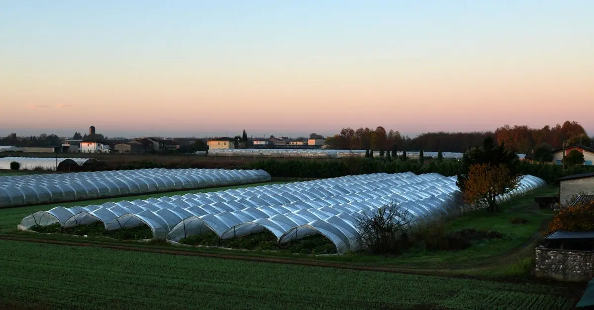 Les Meilleures Pratiques de Gestion des Cultures Biodynamiques