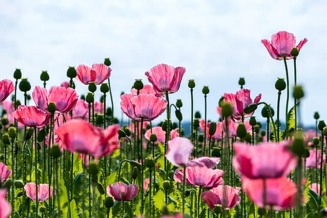 Comment Évaluer l'Impact de la Biodiversité sur vos Cultures