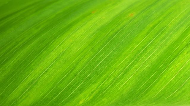Les Meilleures Pratiques pour la Fertilisation Écologique