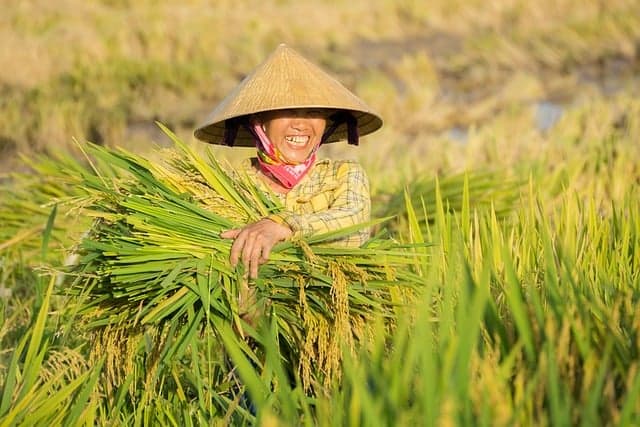 Comment Choisir les Bonnes Pratiques pour la Gestion des Cultures