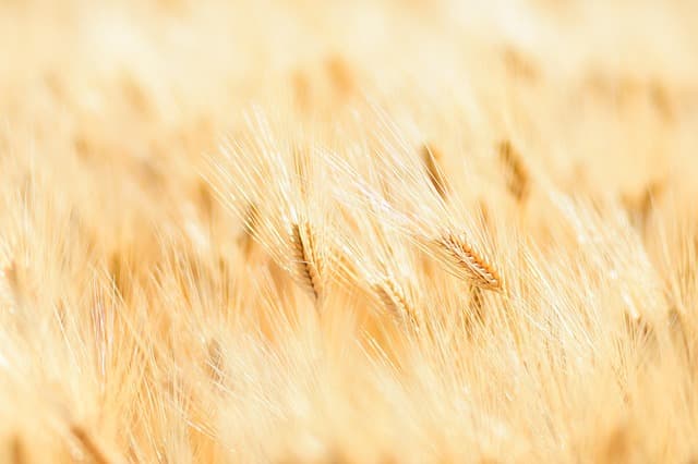 Comment Évaluer les Besoins en Irrigation de vos Cultures